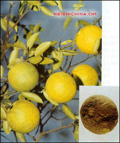 美食中国美食图片·饮食健康·食疗食补·香橼的药用价值  - meishichina.com