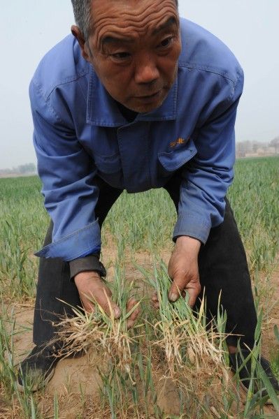 4月25日，在河北省元氏县宋曹镇南苏村一块受地下水污染影响长势很差的麦地里，村民英刚拔出几棵发黄的麦子。