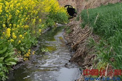 白云纸业的污水从郭庄村附近流入奎旺河支流中，污水沟两边是油菜与小麦。 