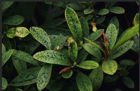 被“煤雨”淋过的植物。