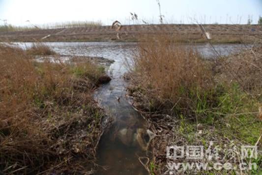 酸性污水在桃城区大西野营村附近流入滏阳河