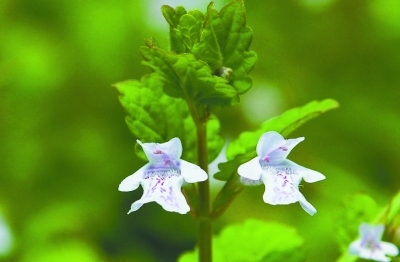 记录南京300余种野花环保志愿者出版野花图鉴