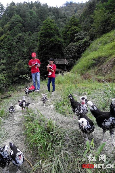 邵阳学院生态环保实践团调研桃林村新生家禽养殖业