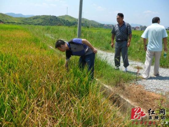 茶陵环保局局长陈璐山田间地头慰问抗旱村民