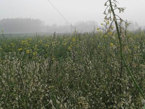 什邡万缘村油菜大面积开白花疑受化工厂污染所致