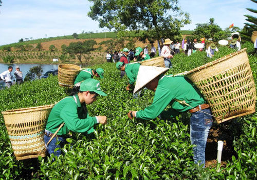 越南茶叶被禁入中国台湾疑遭二恶英污染