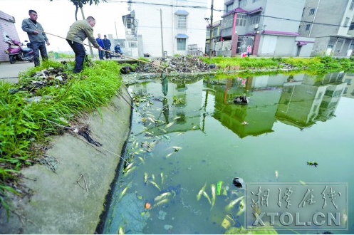 袁孝明在打捞池塘中的死鱼（记者 陈旭东 摄）