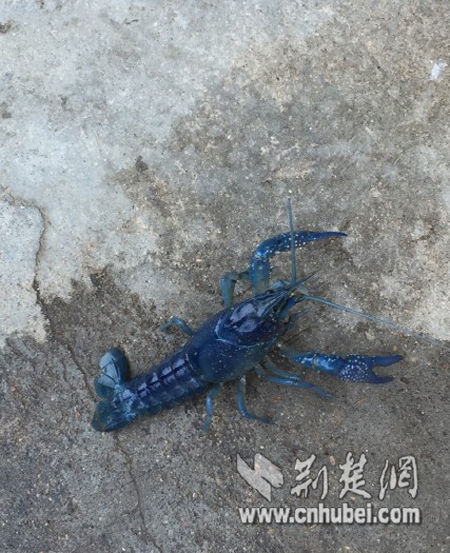 湖北惊现“小蓝虾”“小白虾”专家:非污染和变异导致