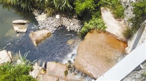 大量死鱼漂浮臭水污染香蜜湖