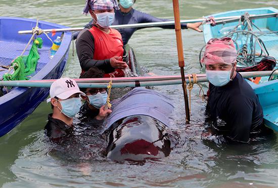 一头巨头鲸在泰国死亡。东方IC 图